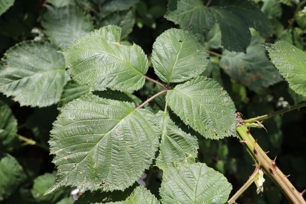 Rubus armeniacus Focke, 1874